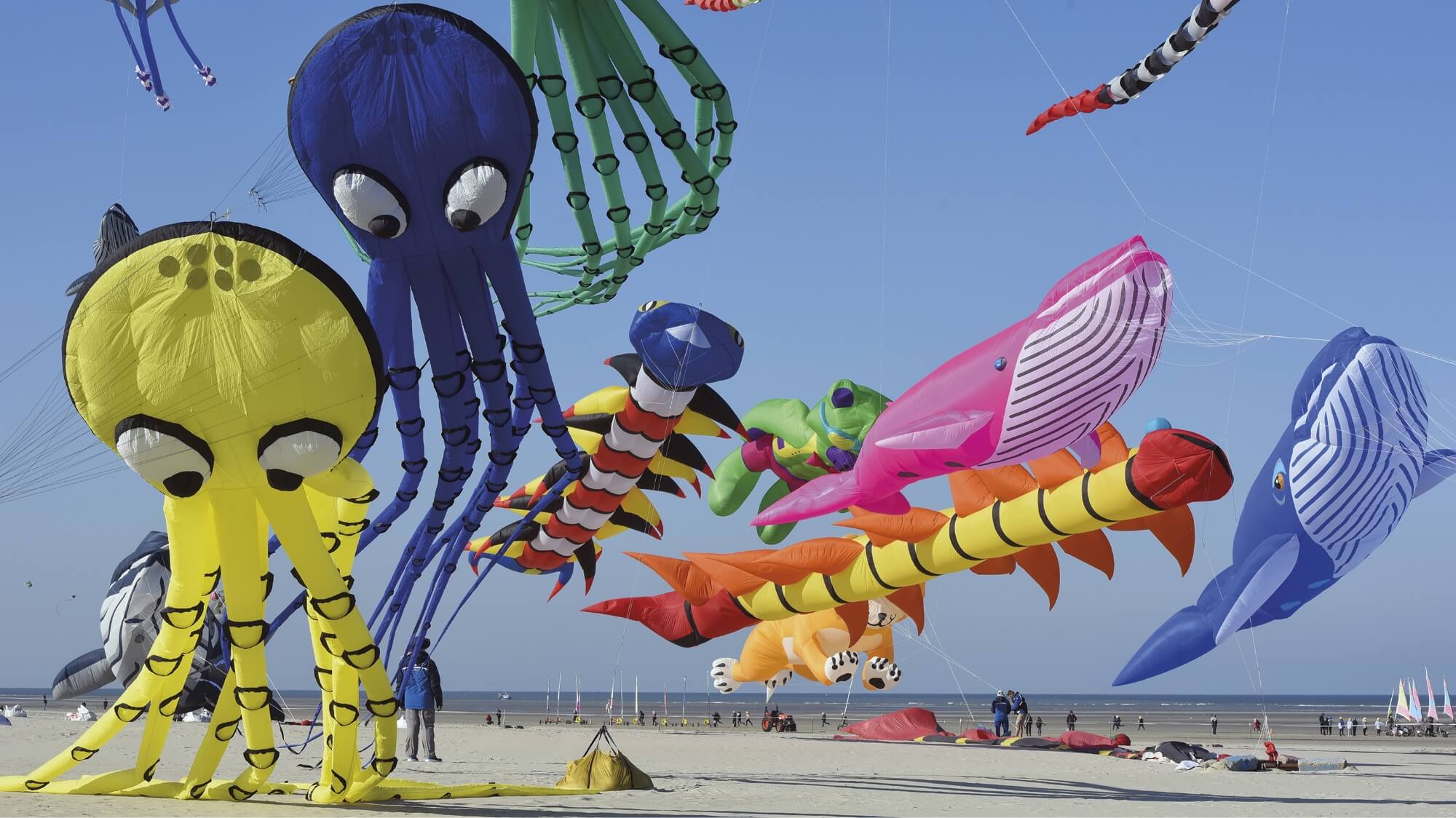 Kite flying activities around the campsite in Pas-de-Calais, Le Grand Marais