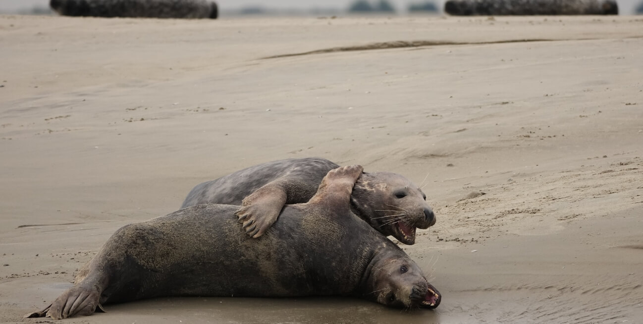 See the flora and fauna of the Authie Bay, in the vicinity of the campsite near Le Touquet, Le Grand Marais